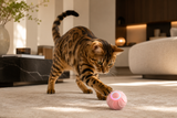 PurrPlay™ — Automatic Rolling Cat Ball