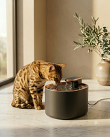 Bengal cat drinking from the Onyx PureFlow circulating water fountain