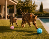 PurrPlay™ — Automatic Rolling Cat Ball
